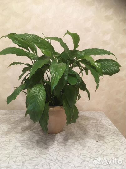 Спатифиллум