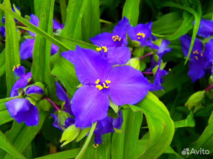 Садовые цветы