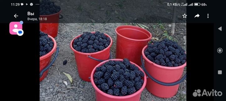 Саженцы ежевики