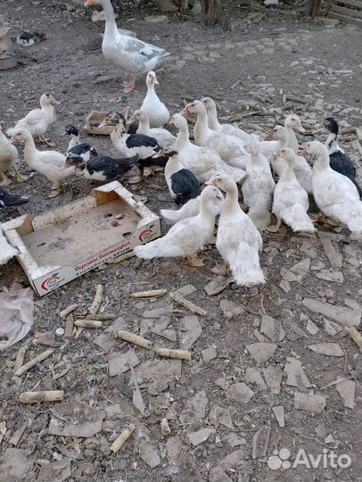 Мускусные утки