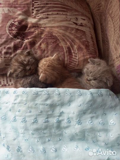 Вислоухие котята