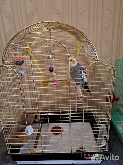 Попугай корелла с клеткой