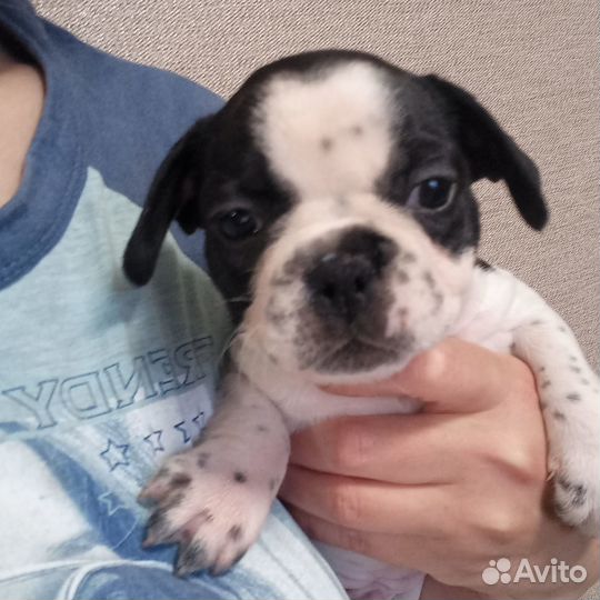 Щенки французкого бульдога