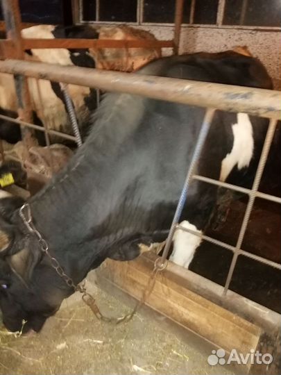 Быки на мясо. Возраст 1.3г порода голштины