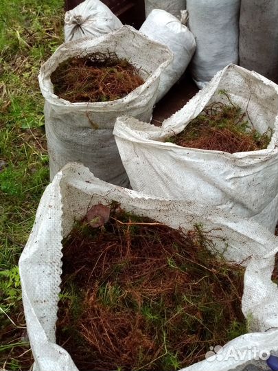 Мох 11 мешков