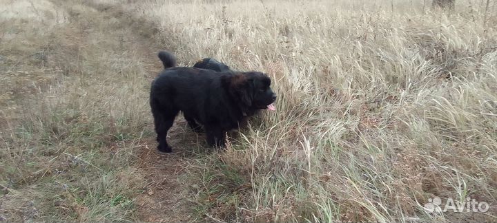 Щенок ньюфаундленда