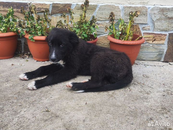 Щенки доставка