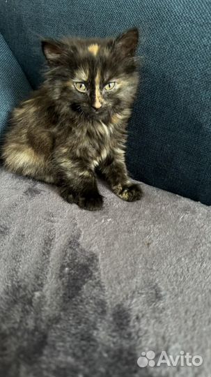 Котята бесплатно