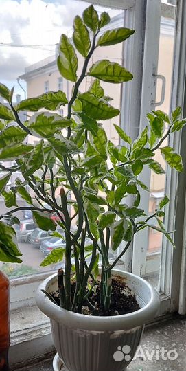 Педилантус