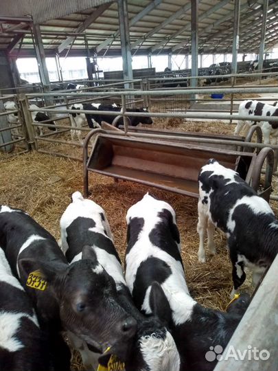 Телята бычки