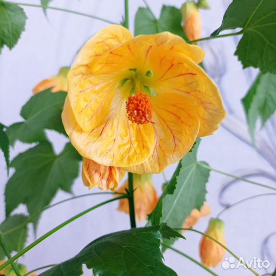 Комнатный цветок Аббутилон жёлтый, сортовой
