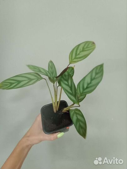 Комнатные цветы