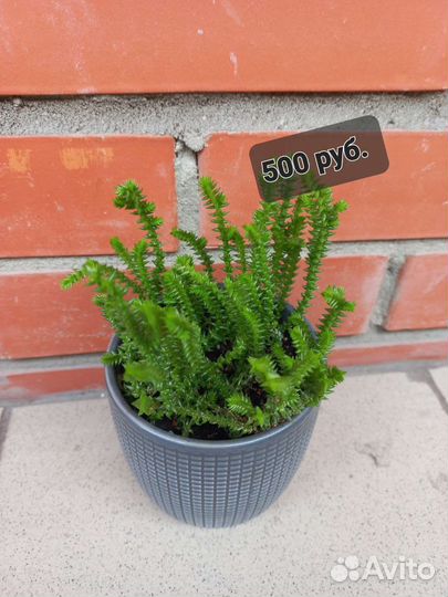 Кактусы и суккуленты