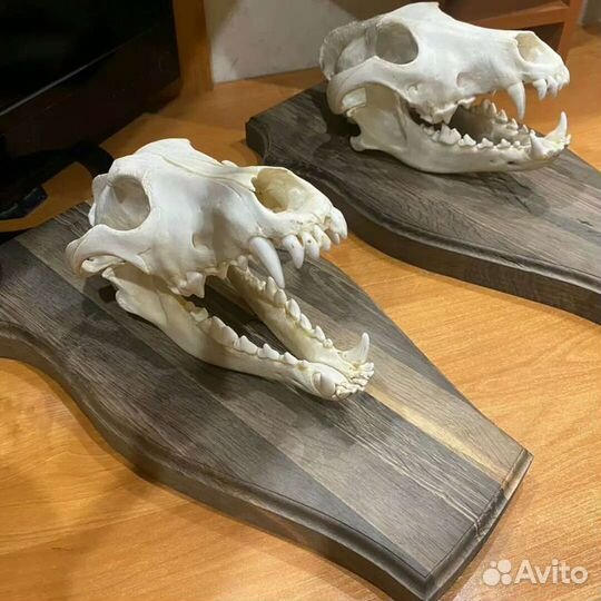 Череп матёрого волка