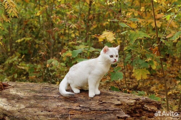 Котята серебристая шиншилла девочки