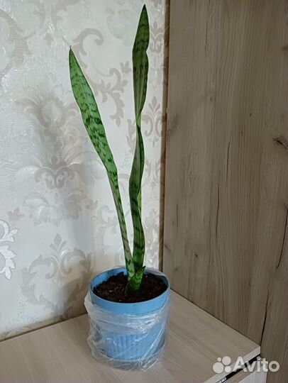 Сансевиерия (щучий хвост)