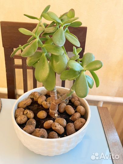 Денежное дерево