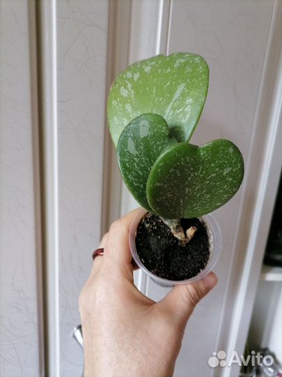 Хойя керри сплеш. Церопегия вуда