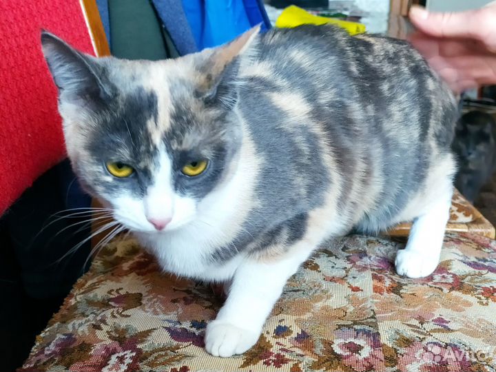 Трехцветная кошечка-котенок