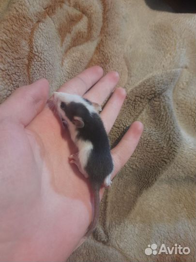 Крыса дамбо