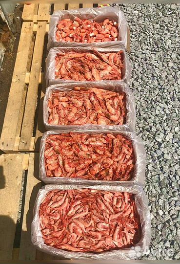 Креветка Северная