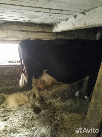 Корова дойная