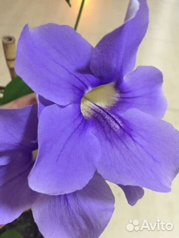 Красивоцветущие лианы и плющ для вашего дома