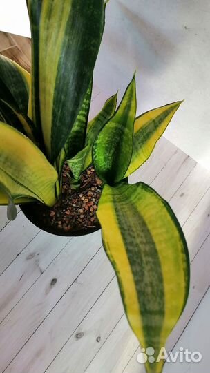 Сансевиерия Футура вариегатная