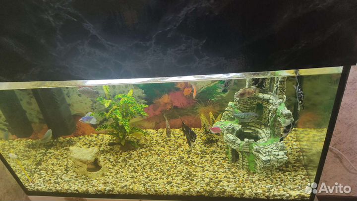 Аквариум