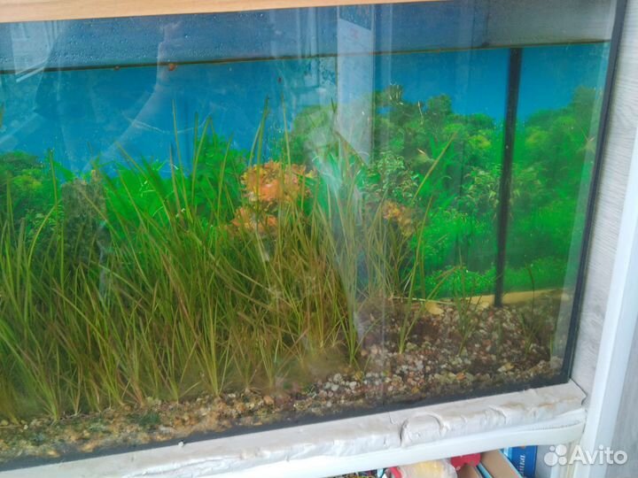 Аквариум