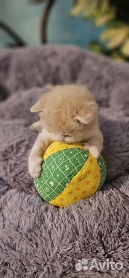 Котята хайленд фолд