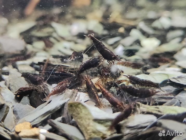 Аквариумные рыбки,Номерные сомы,Анциструс,Креветки