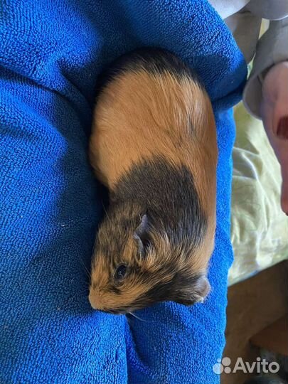 Морская свинка