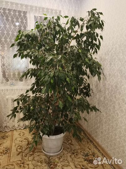 Фикус бенджамина большой