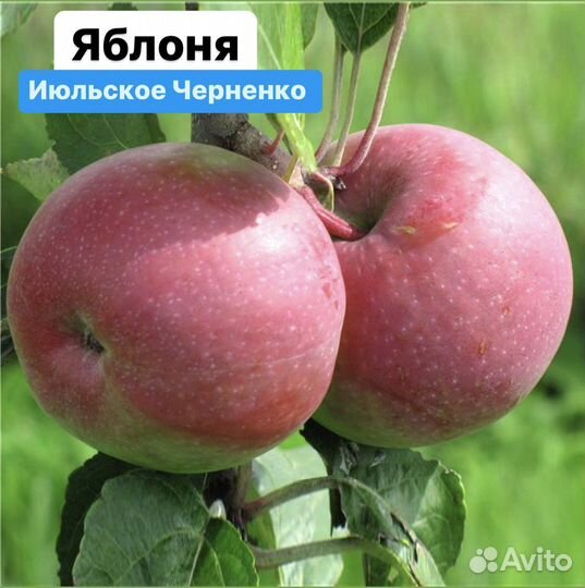 Яблоня Июльское Черненко