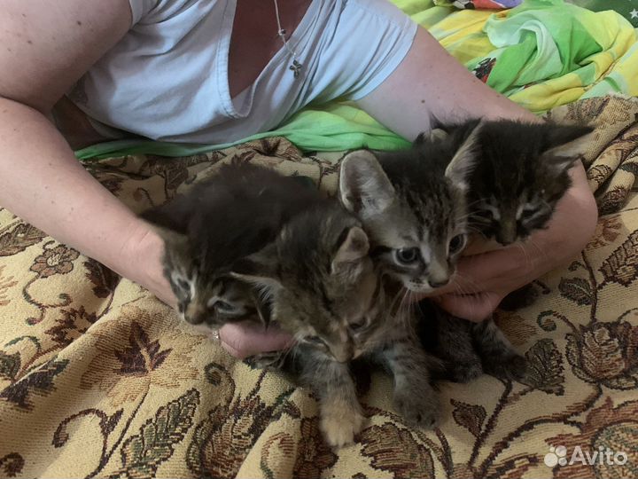Котята в добрые ручки