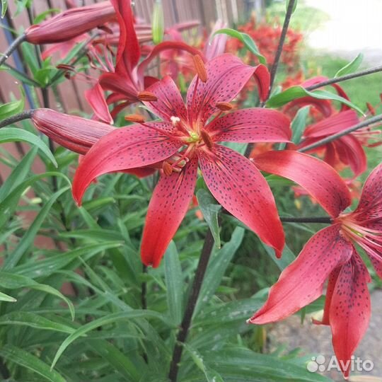 Лилии вишневые