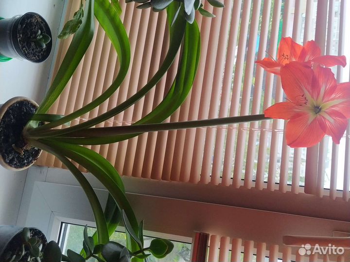 Гипиаструм