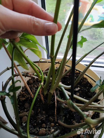 Замиокулькас