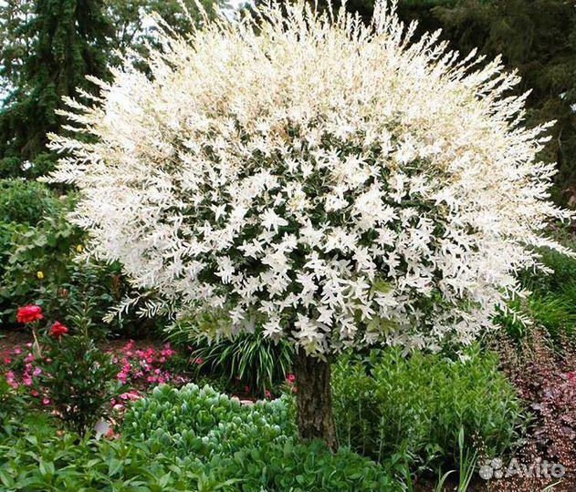 Ива Хакуро-нишики штамб 120 и 180