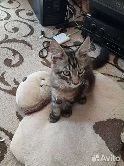 Котята мейн-кун