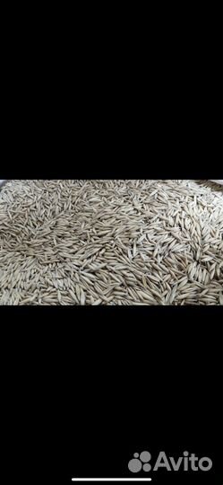 Пшеница, ячмень, овес, кукуруза