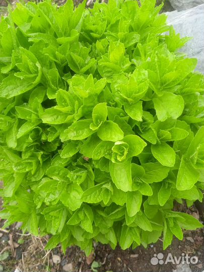 Многолетники