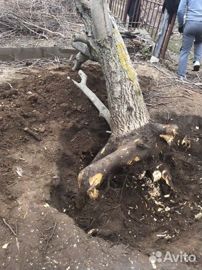 Вспашка мотоблоком,опрыскивание деревьев,спил