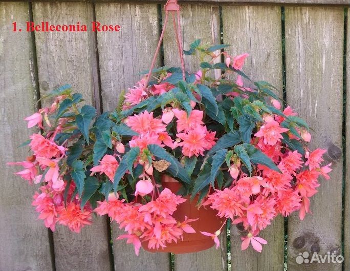 Бегония вегетативная ампельная белекония