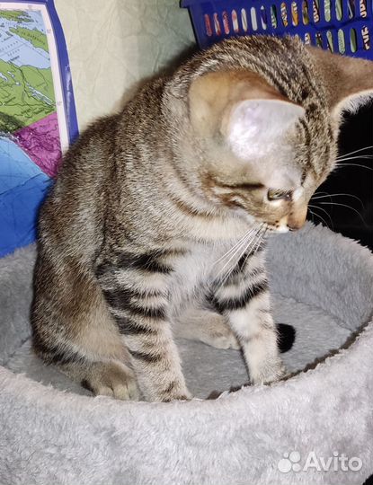 Котенок мальчик