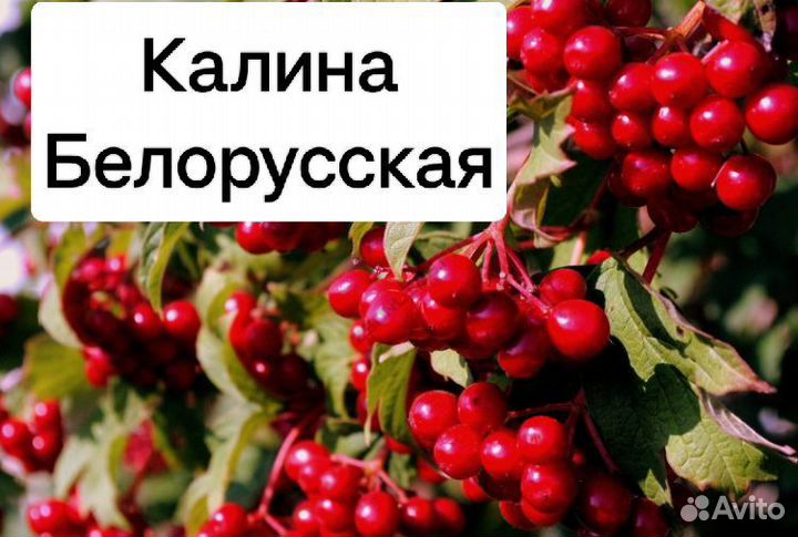 Саженцы Калины красной