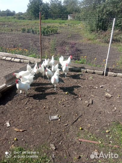 Продам петухов породыБресс Гальская