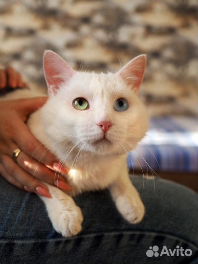 Брошенный разноглазый котик ищет дом