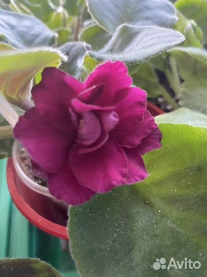 Фиалки сортовые(черенки, детки,стартеры)